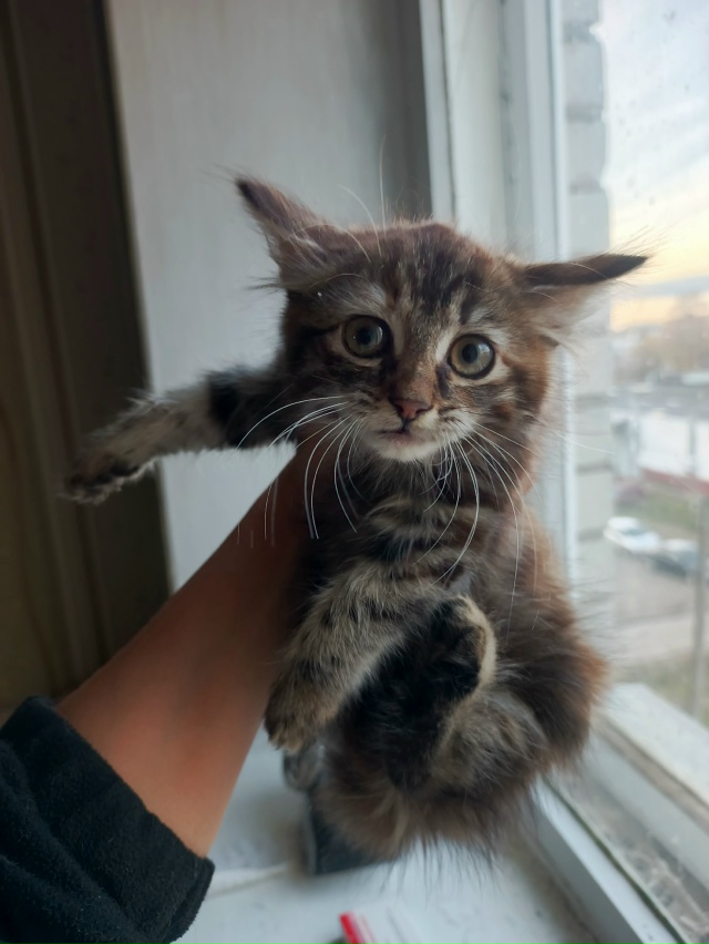 Отдам кошечку с очень красивым окрасом, пока пугливая, ...