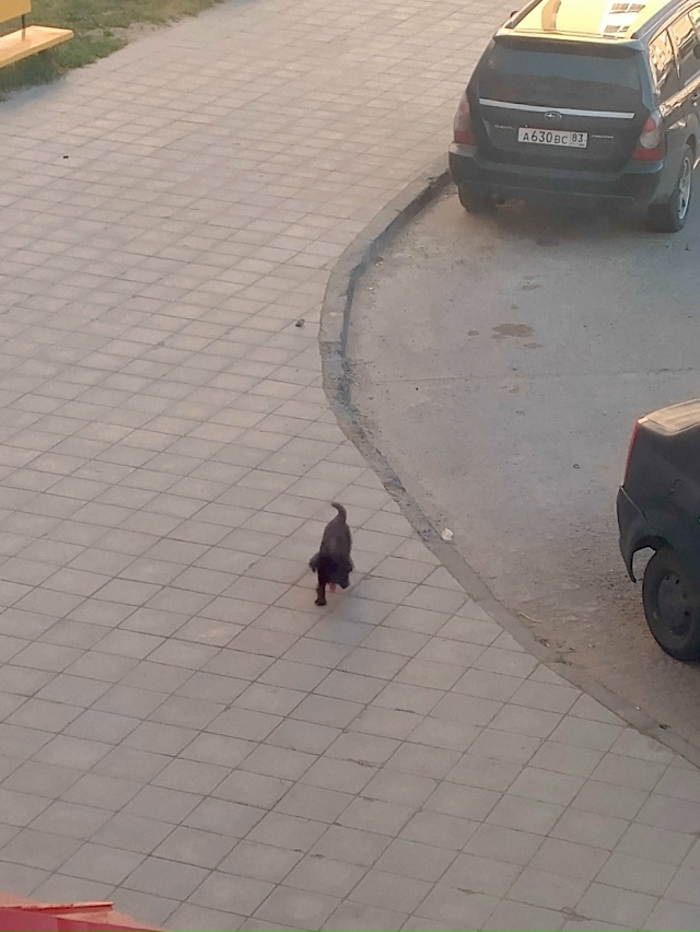 Чья собака бегает на Сущинского?,всю ночь лает под окна...