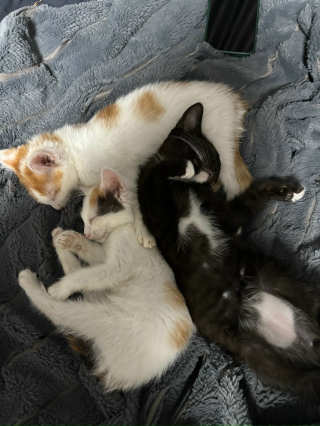 Отдам котят в добрые руки🤗
Котята ласковые, игривые, л...