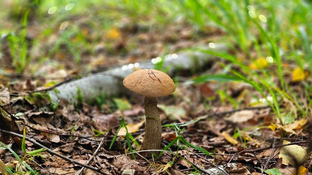 🍄‍🟫Грибная пора в Смоленском Поозерье
✍[club198339839|Не?...