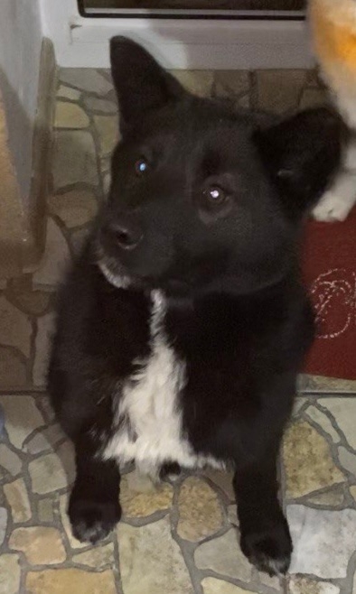 Потерялась собака, лайка
В районе д. Гремучка Иночка
З...