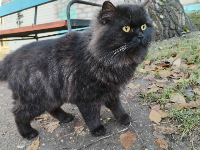 Подбросили красивого, ласкового, глазки огоньки (вероя...