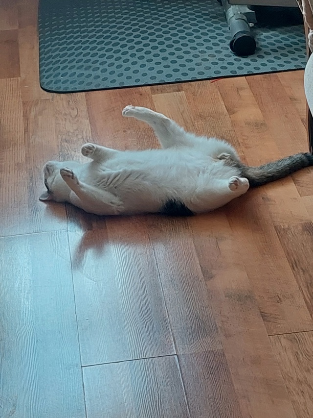 Мой славный пухлик❣️