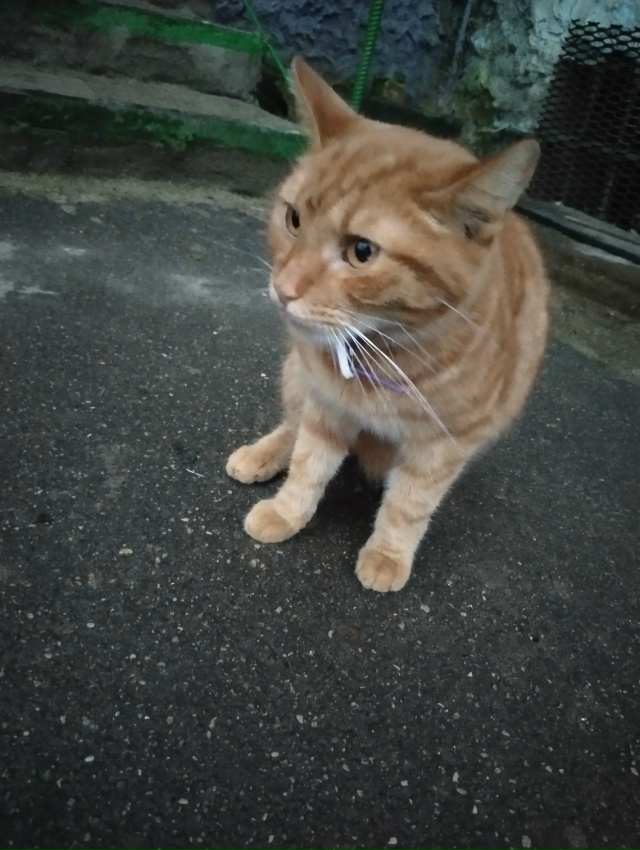 Появился котик,очень ласковый, ухоженный. Видно что до?...