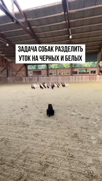 Казалось бы, это невыполнимая задача даже для человека