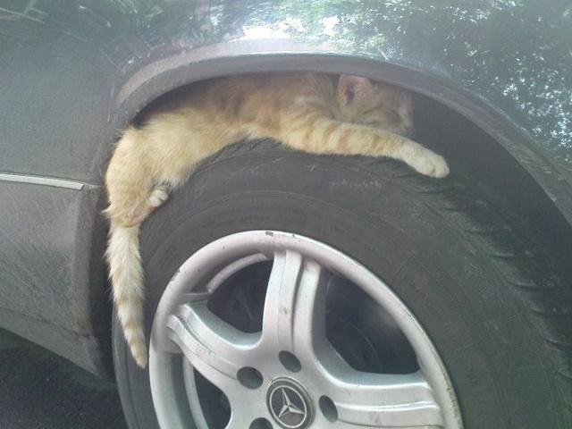 ‼Перед тем как завести автомобиль, проверяйте на всяк?...