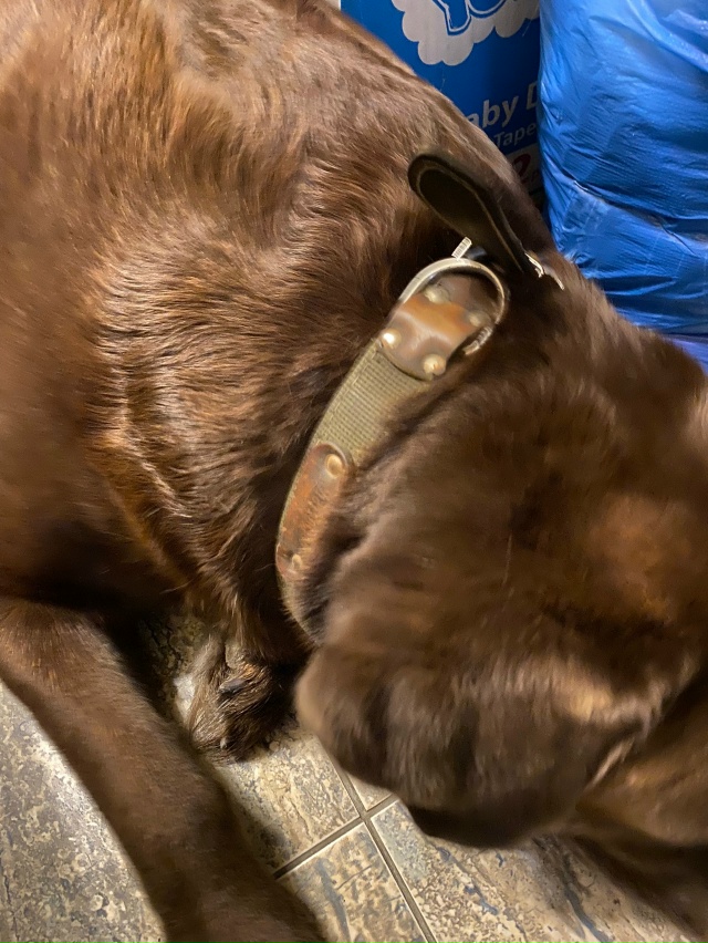 Нашли лабрадора (мальчик) возле 23 дома 6 мкр. Ищем хозяе?...