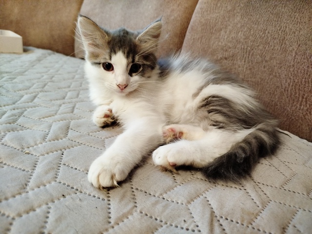 В добрые руки просится вот такая красотка. 🙃
К лотку п?...