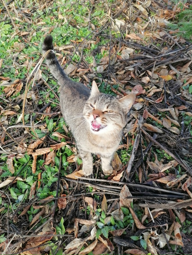 Чья ласковая и голодная потеряшка с чёрным ошейником? ?...