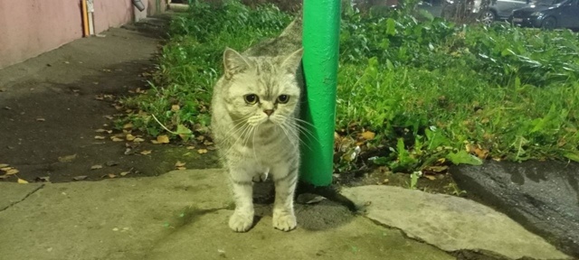 На Урицкого неделя как появилась кошка. Ищем дом. 8910976150...