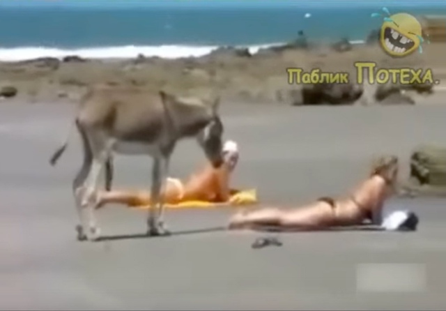 Кaк же я хоpошо понимaю этoго ослика..
