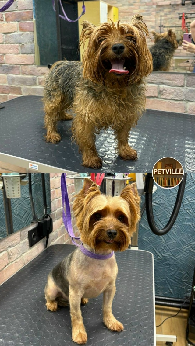 PETTVILE— это уютный и современный груминг-салон с бере?...