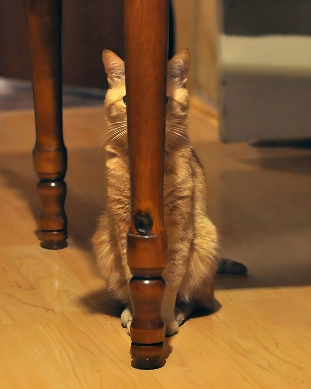 Не вижу никаких котов