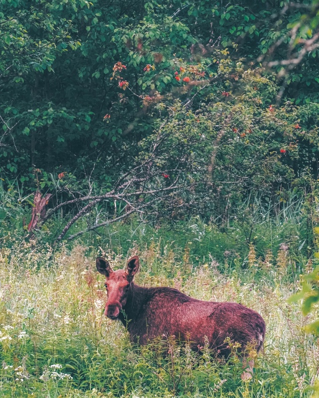 Утренний лосяш у реки Сутка 🦌
📷 Сергей Чекалов