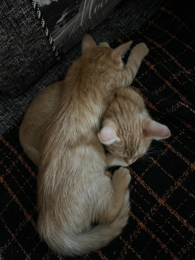 Отдам двух рыжих кошечек (можно по отдельности🙃), к ло?...