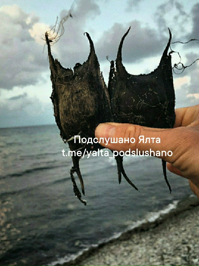 Морская загадка! Угадаете, что это? 🌊
🧜‍♀️ В народе ...