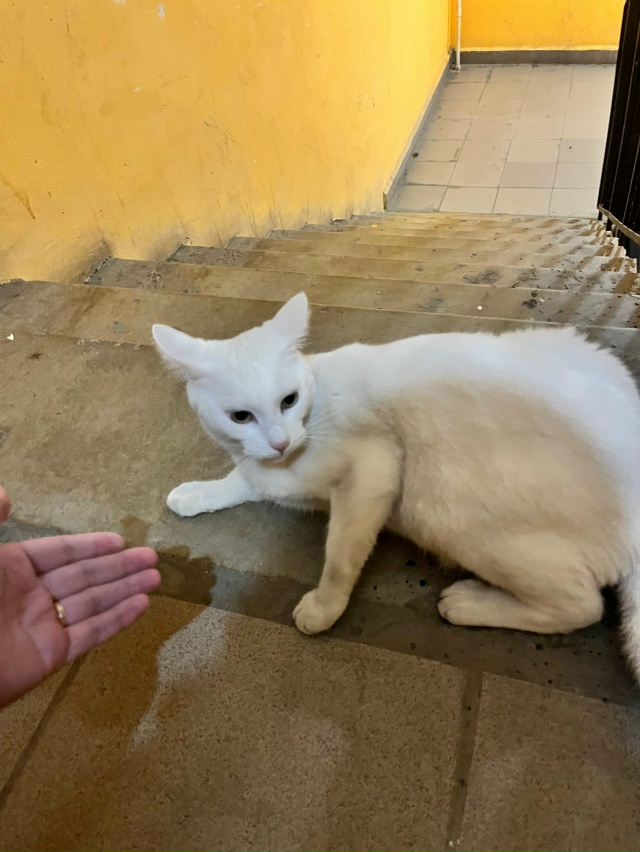 Школьный 3, если кто увидит кошечку, пожалуйста, звонит?...