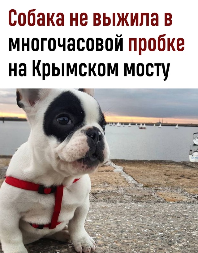 Семья не успела спасти питомца из-за многокилометрово?...