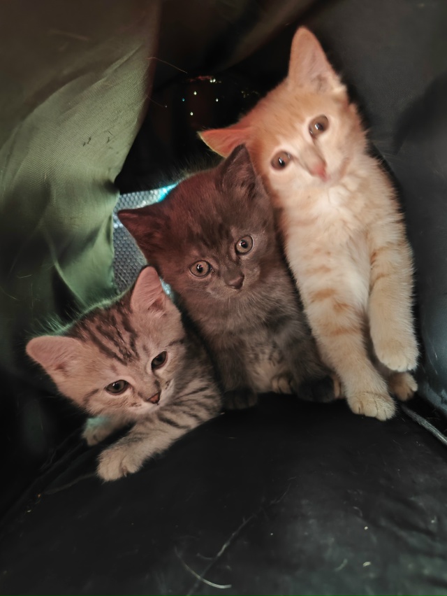 г. Заозерный . Пристраиваются чудесные котятки чудесно...