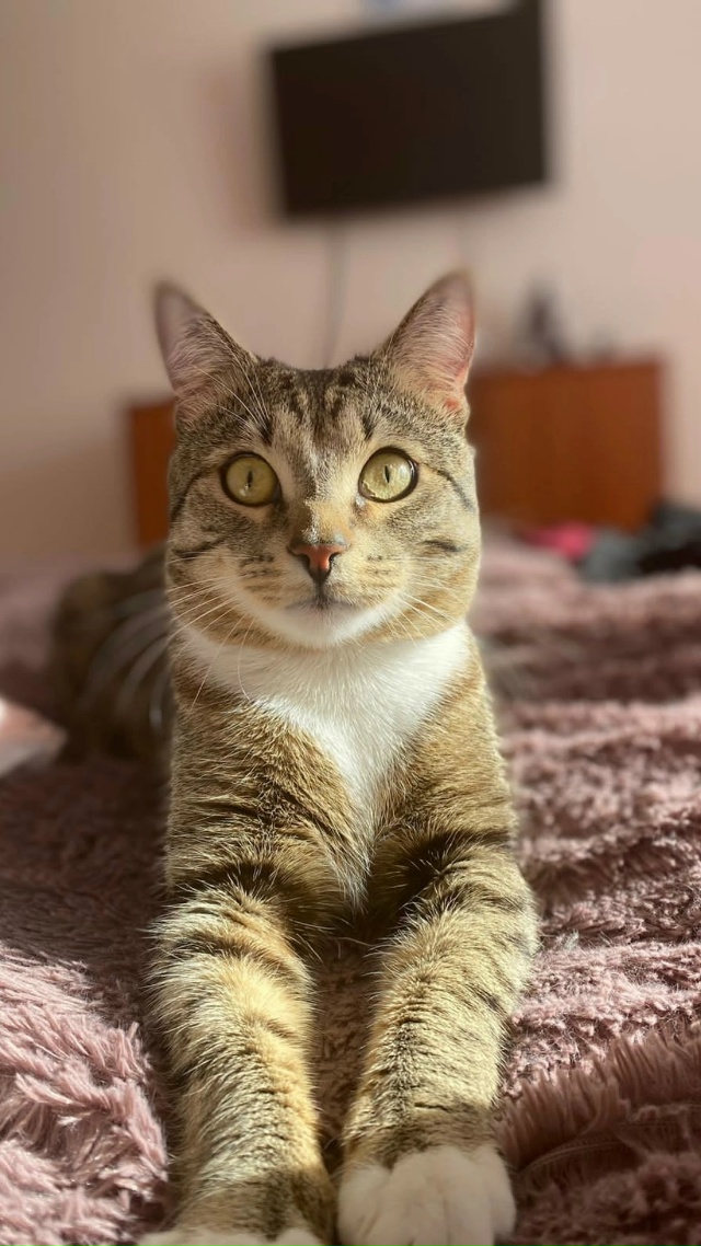 Пропал кот
Кличка Бусик
Пропал в районе садовая 43 -47
Е?...