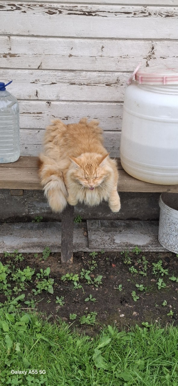 мой котенок