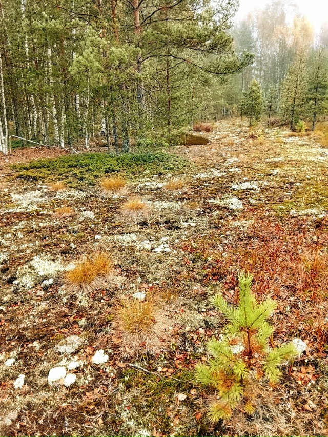 Доброй ночи, Никольск❤