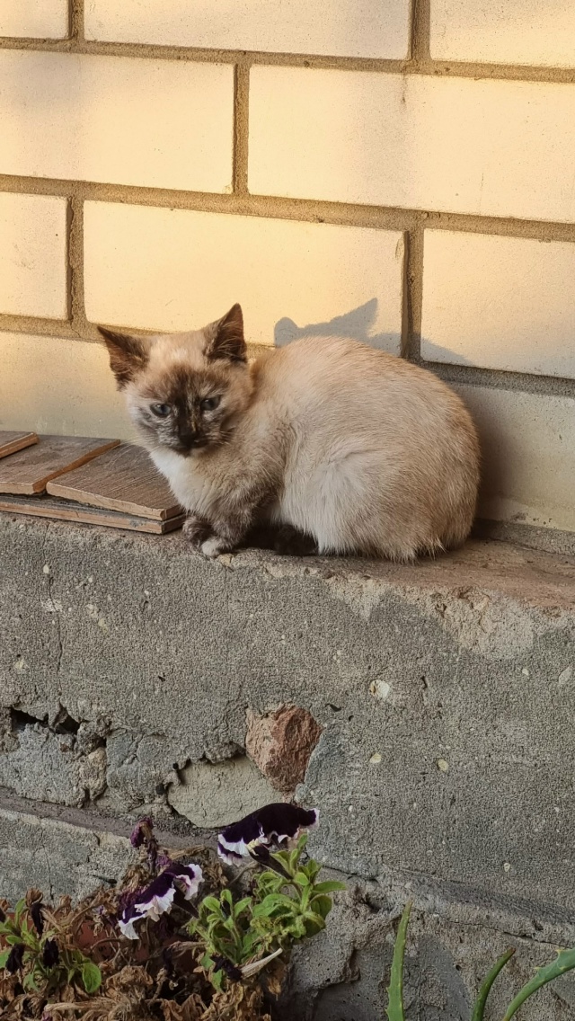 Помогаю информационно!!!
Пристраиваются котята в добры...