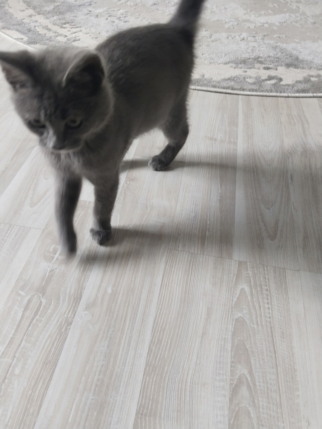 Кошечка,в добрые руки.
Тел.89875387742