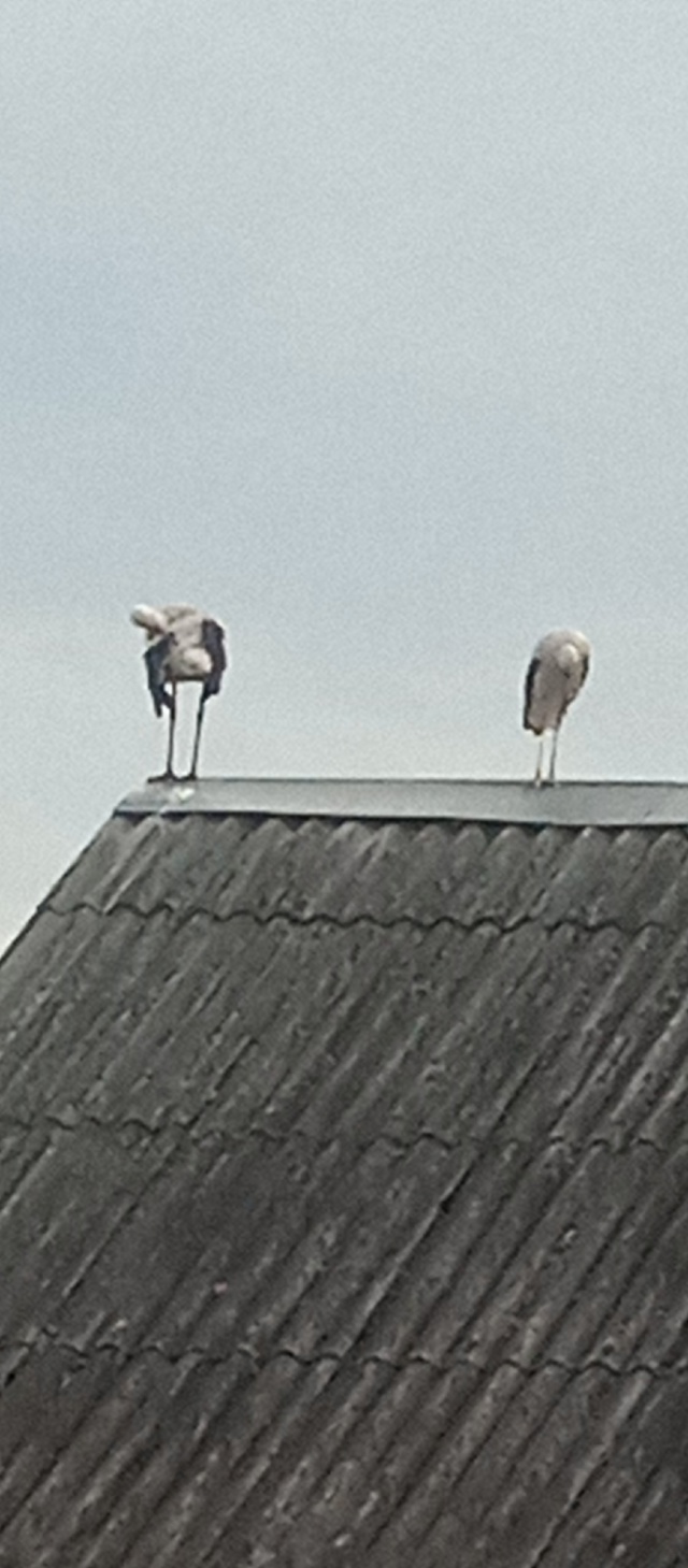 Аист на крыше, мир на земле.
Анон.