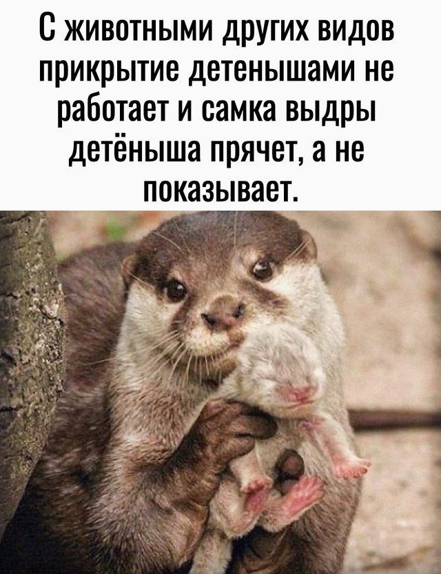 Интересный факт из дикой природы