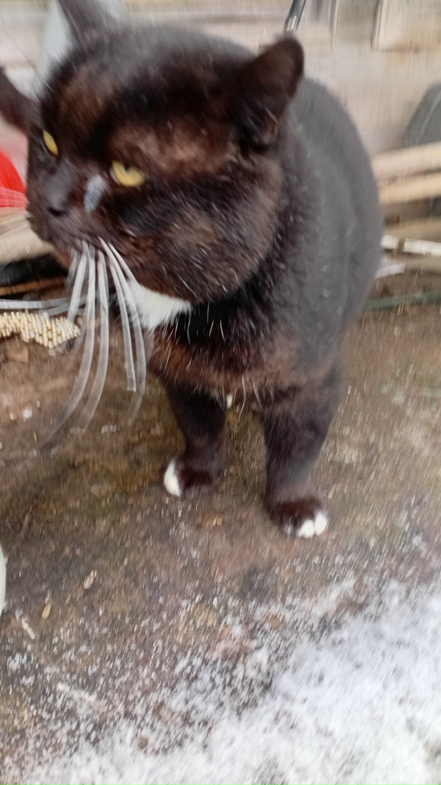 Подкинули котика, живёт на улице.
Кормлю его, но домой ?...