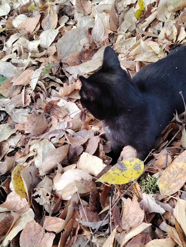 Здравствуйте! Пожалуйста может кто потерял, или снова ?...