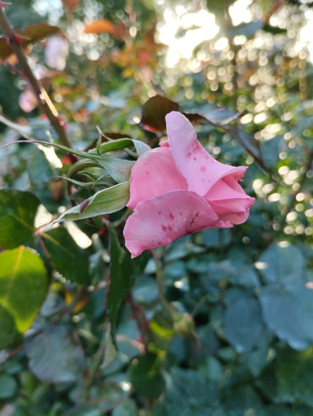 Прогулка по Александрии в тёплый сентябрьский денёк. 27...