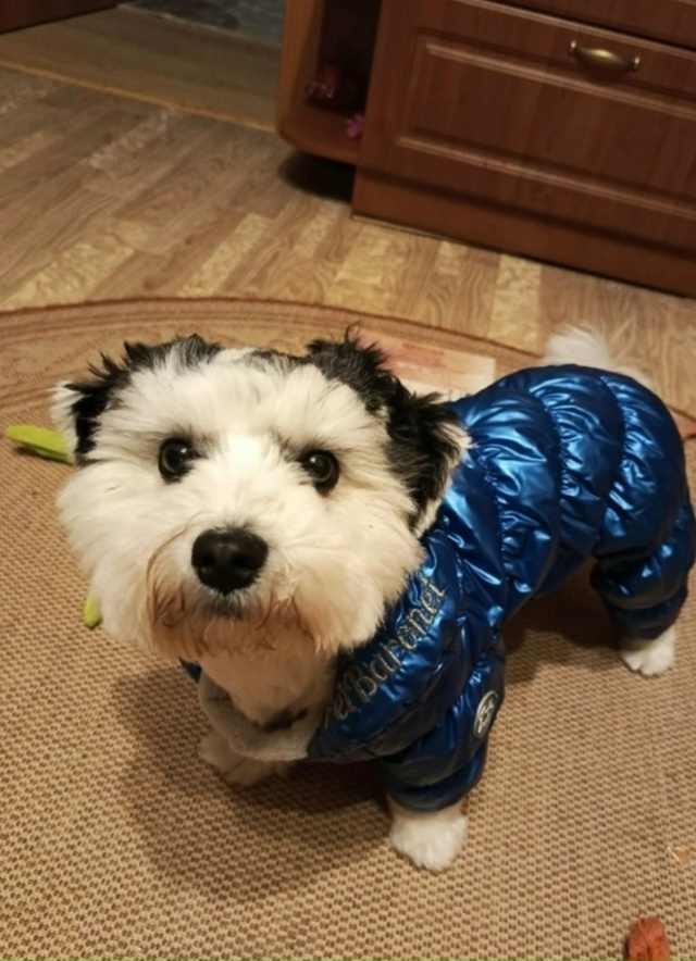 Убежала собачуля, помогите найти. Звоните 7953161750.