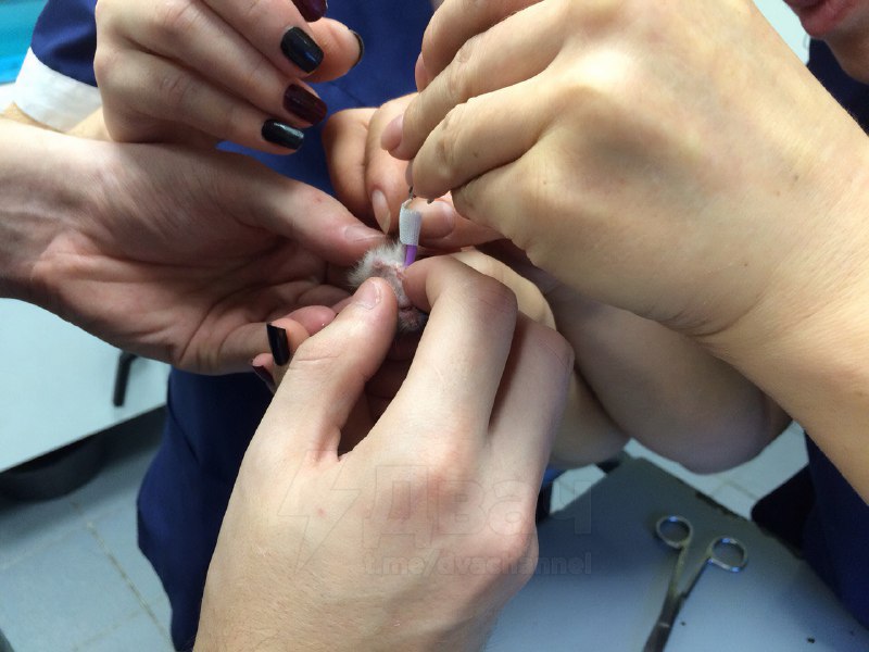 Милота дня: очень маленький хомячок сломал лапку, и карельские медики наложили ему самый крошечный в