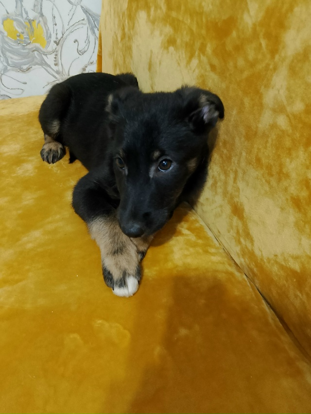 Здравствуйте. Найдены щеночки . На улице оставить их не...