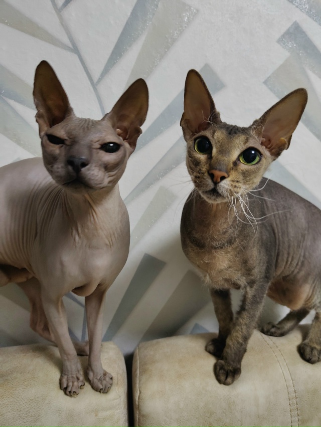 Вездесущие всратыши♥️♥️♥️