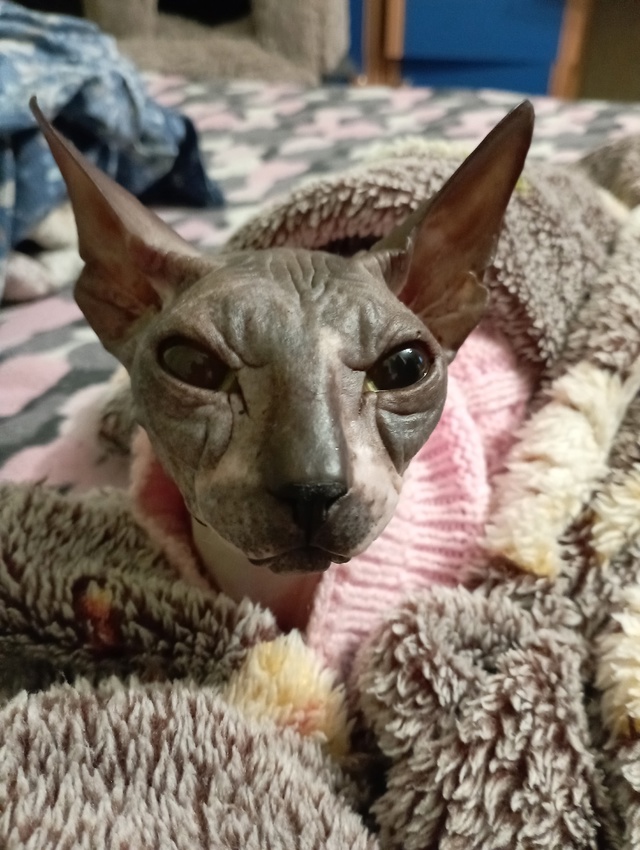 Кошечка Лорд😝