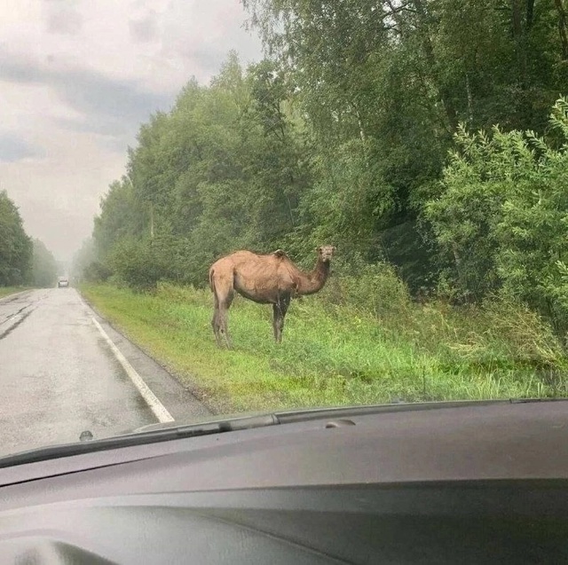 В Подмосковье настолько жарко, что появились верблюды ...