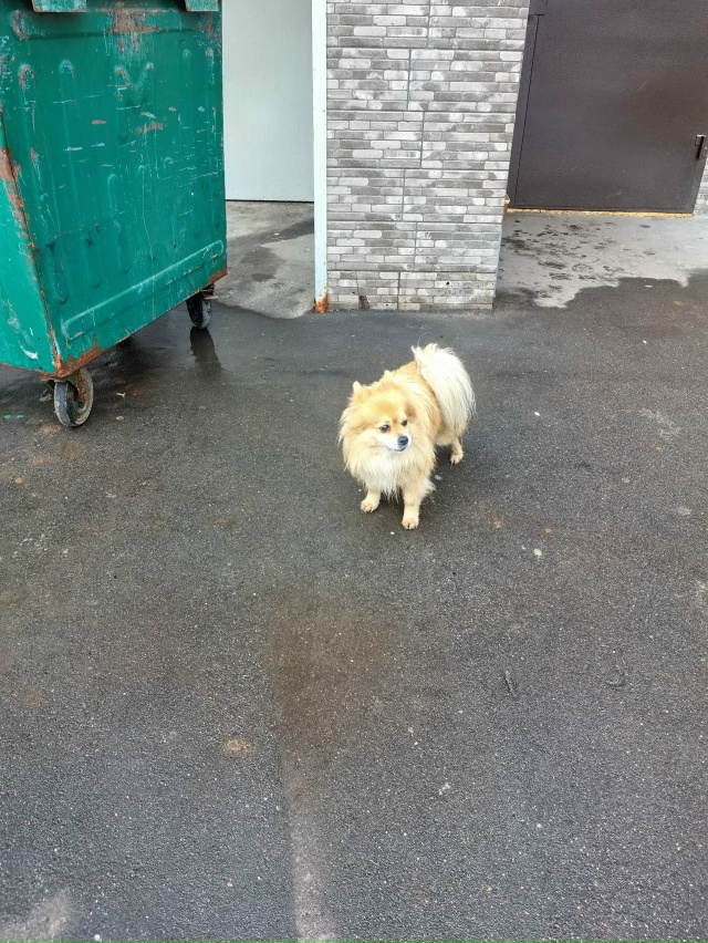 Добрый день, Иванова 1 подъезд 6, собачка уже 3 день приб?...