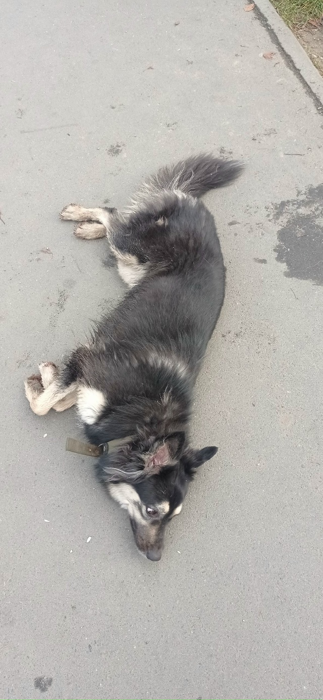 Кто потерял собаку, сейчас находится у красного белого...