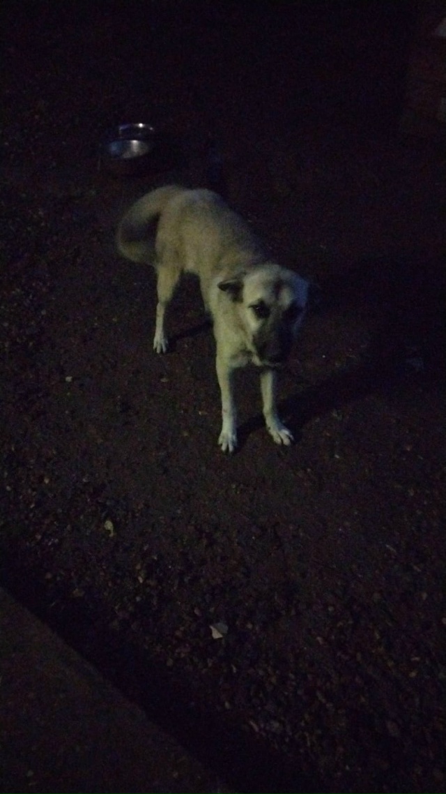 Пропала собака, если кто то видел прошу сообщить