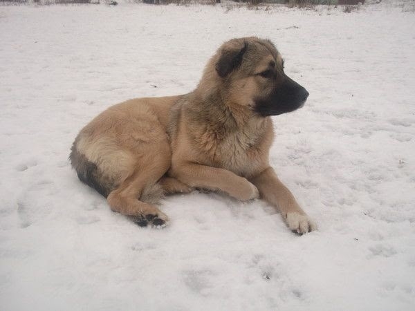 Здравствуйте, помогите пожалуйста найти собаку, убежа?...