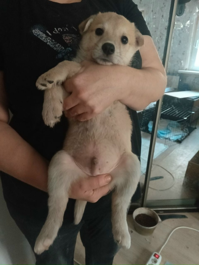 Ищут дом щенки с ахтырского хлебозавода. Все мальчишки...