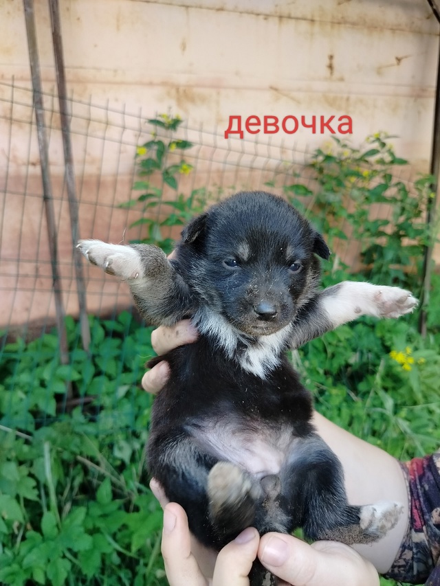 СРОЧНО!ПОЖАЛУЙСТА, ПОМОГИТЕ РАСПРОСТРАНИТЬ!Ищут самые...