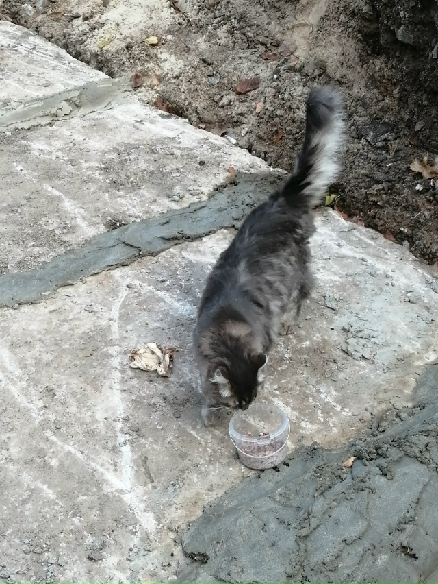 Чей потеряшка