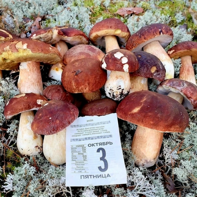 🍄 Грибники Псковской области закрывают сезон тихой о?...