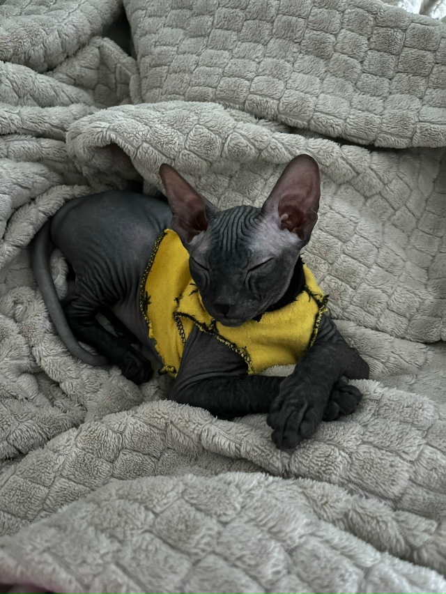 Молодая кошечка ищет котика для приятного времяпрепро...