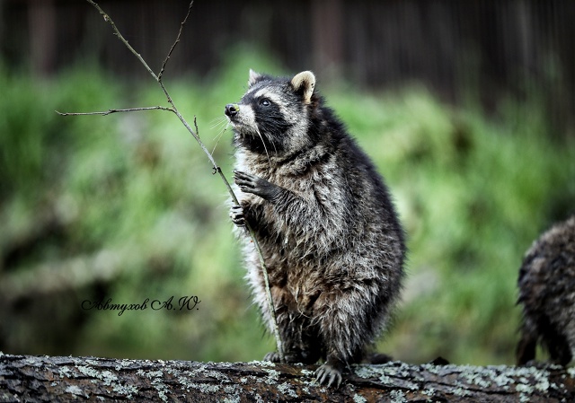 Новость из подмосковного Сафари‑парка: сегодня тут ст...