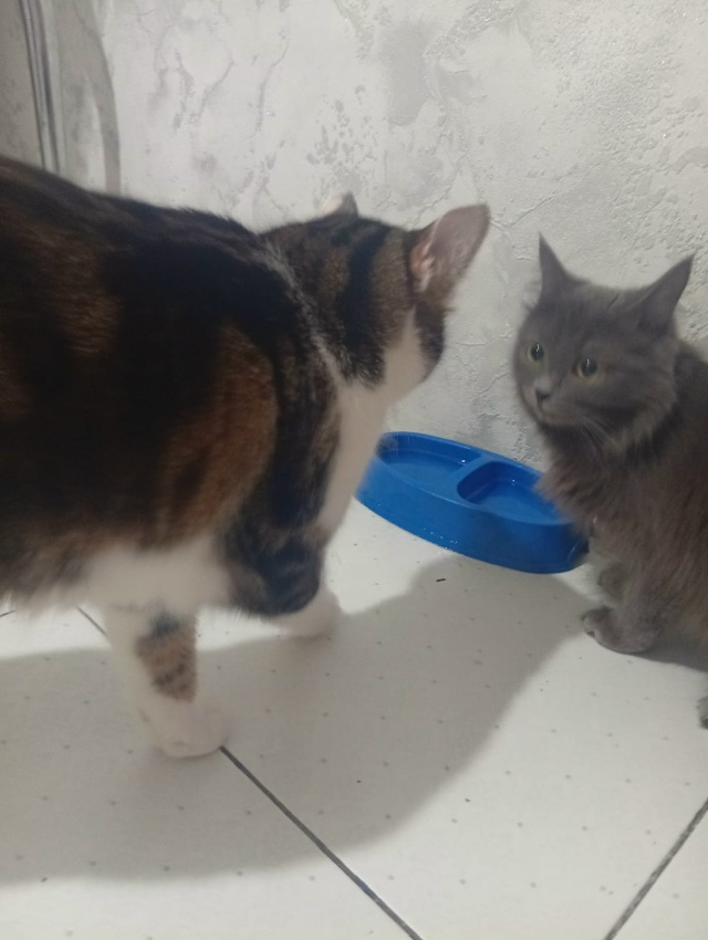 Потерялась кошка ! В районе дома Лермонтова 12. Откликае...